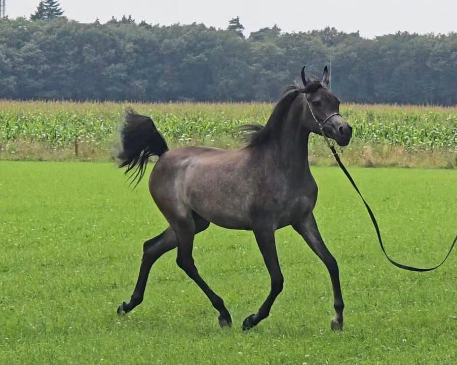 Arabisch volbloed Merrie, Dieren en Toebehoren, Paarden en Pony's | Dekhengsten en Fokmerries, Merrie