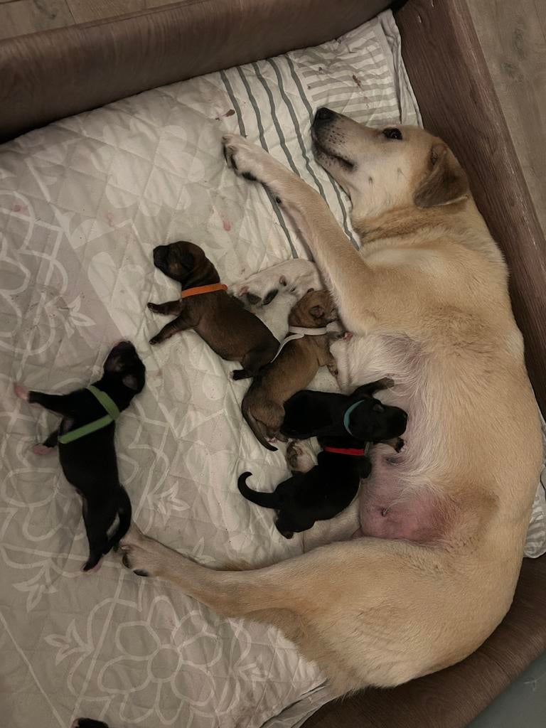 6 prachtige pups. husky /herder, 8 tot 15 weken, Groot, Meerdere, Meerdere dieren