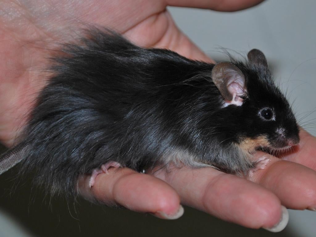 Langhaar kleurmuizen, Dieren en Toebehoren, Knaagdieren, Muis, December, Geslacht onbekend, Tam