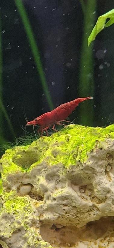 High Grade bloody mary garnalen neocaridina, Kreeft, Krab of Garnaal, Zoetwatervis, Schoolvis