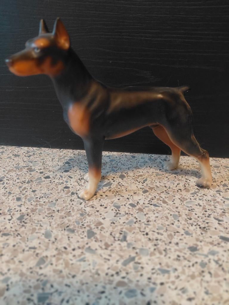 Dobermann pincher, Ophalen of Verzenden, Dier