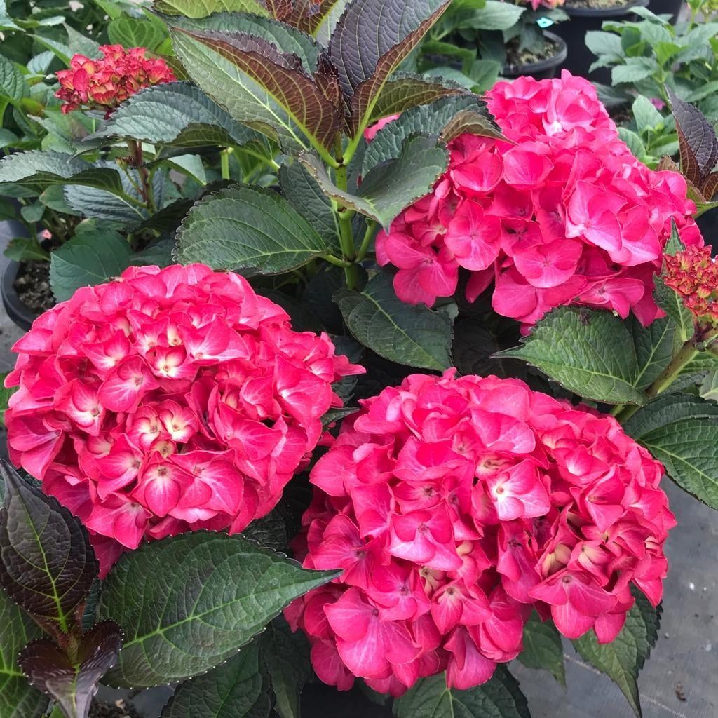 Hortensia's, Tuin en Terras, Planten | Tuinplanten, Vaste plant, Halfschaduw, Zomer, Ophalen