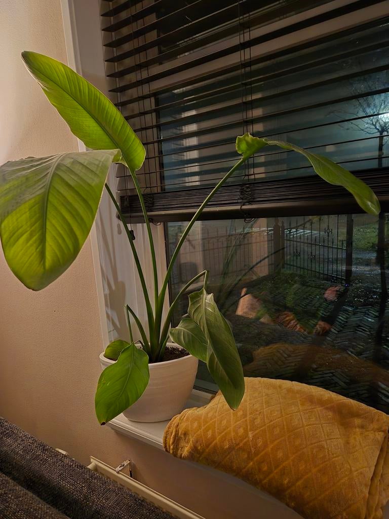 Strelitzia Nicolai in pot, Ophalen, Overige soorten, Halfschaduw, In pot