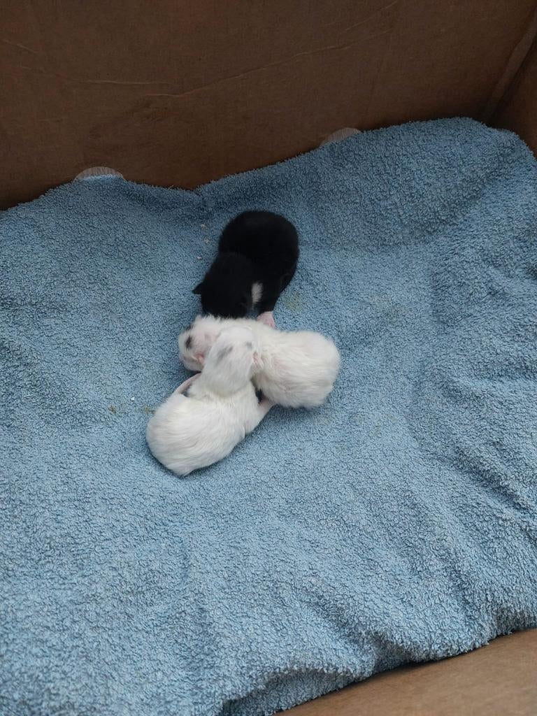 Jonge kittens, Meerdere dieren