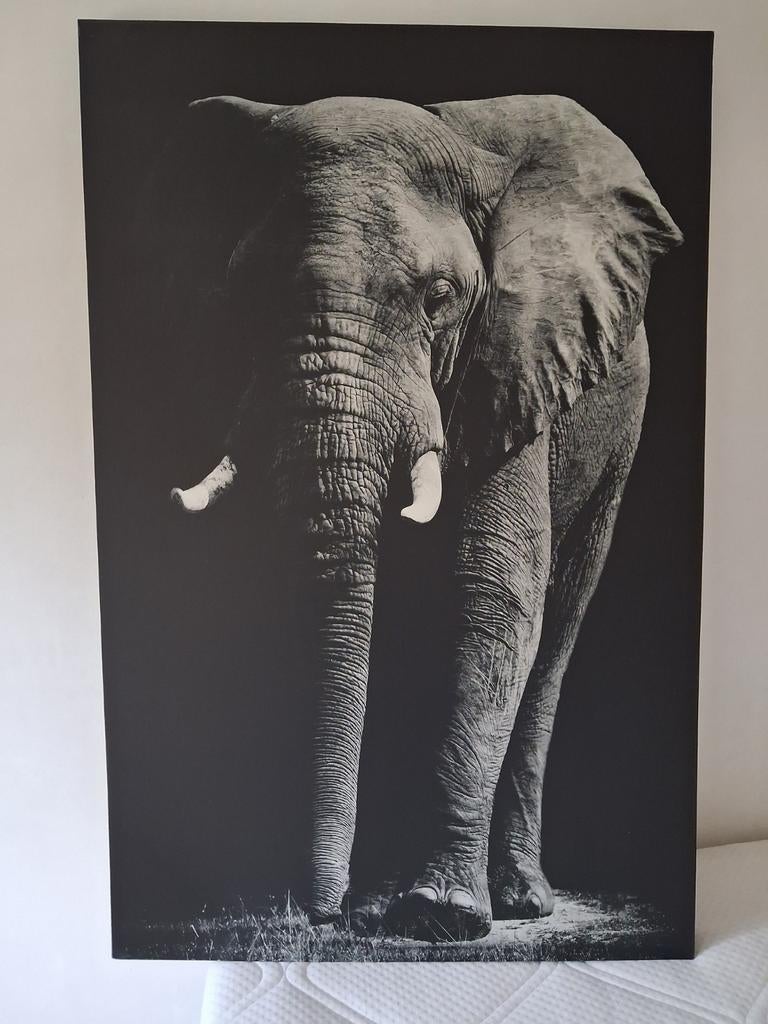Indrukwekkend Olifant Canvas - 75x115 cm, Huis en Inrichting, Woonaccessoires | Schilderijen, Tekeningen en Foto's, Ophalen, Gebruikt