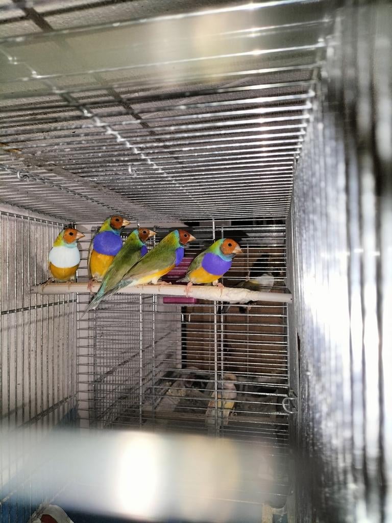 gouldamadine te koop, Dieren en Toebehoren, Mannelijk