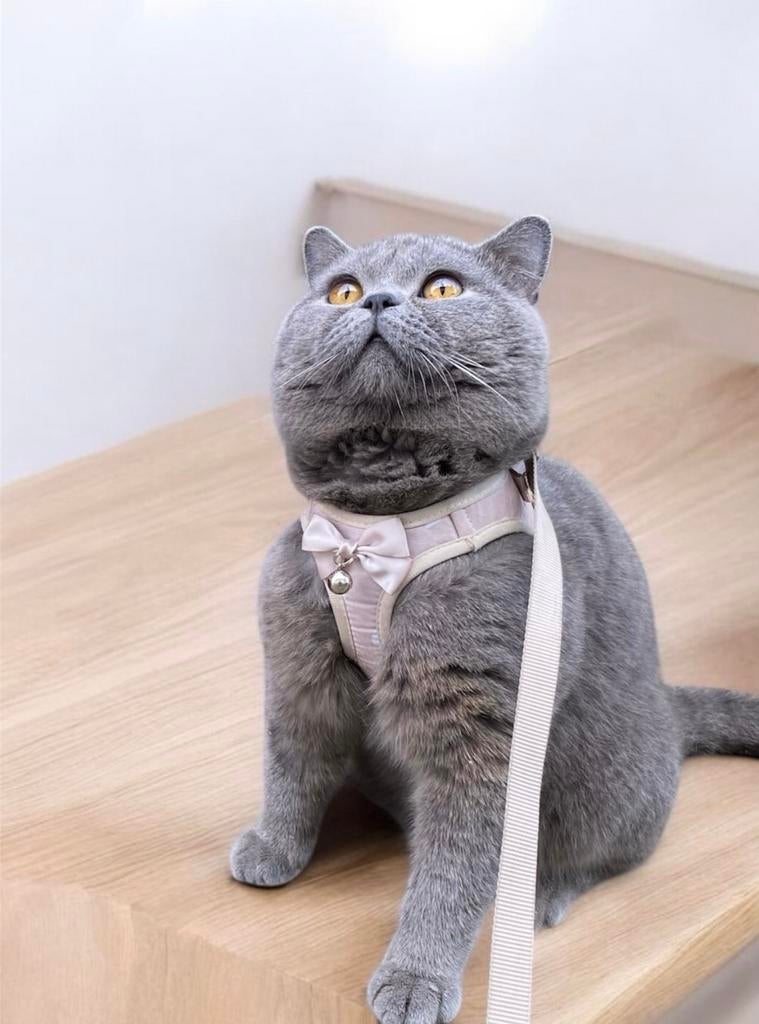 Britse korthaar dekkaters