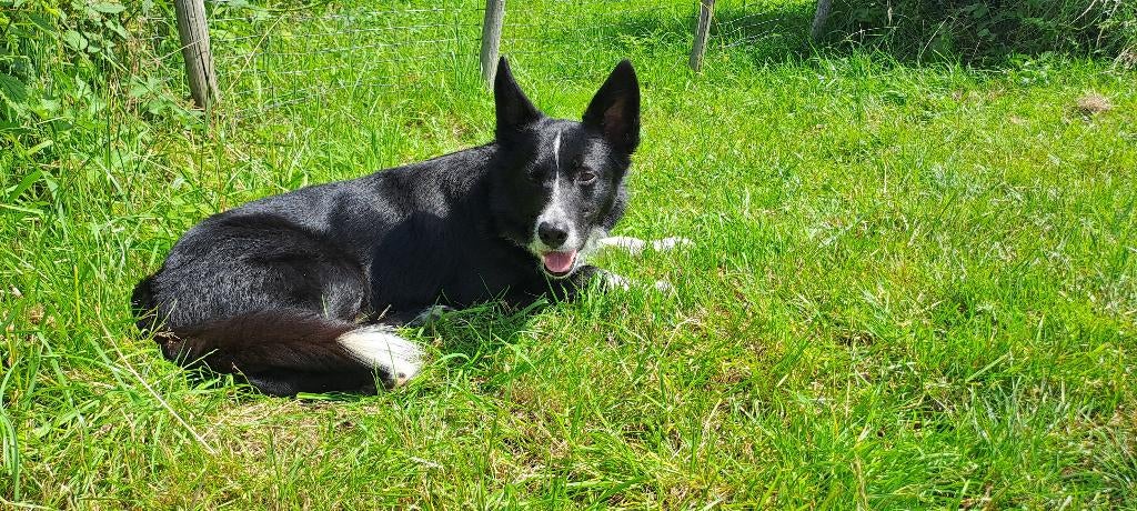 Weiland gezocht, Dieren en Toebehoren, Meerdere dieren, Schaap