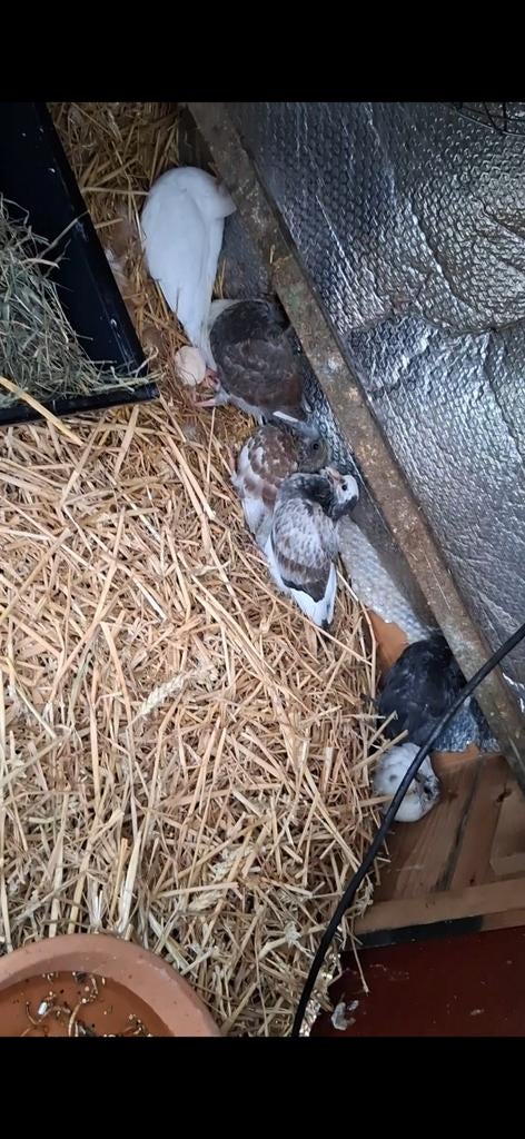 Lieve duiven nu nog babys