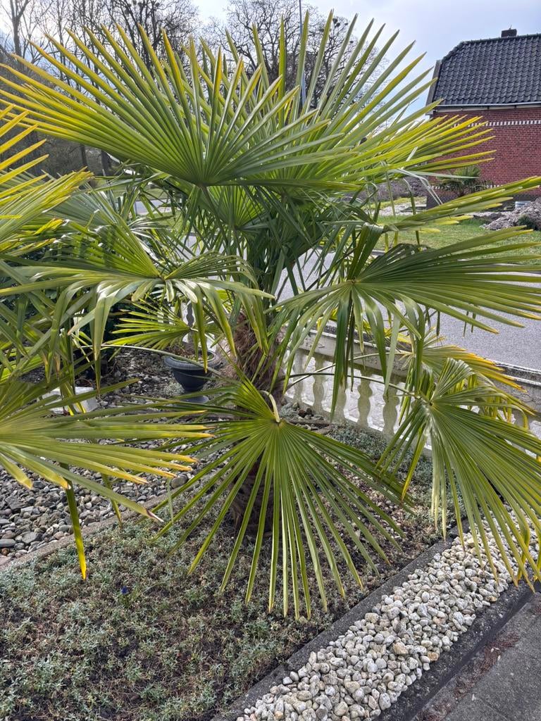 Witerhard palmboom, Ophalen of Verzenden, Gehele jaar, Volle zon