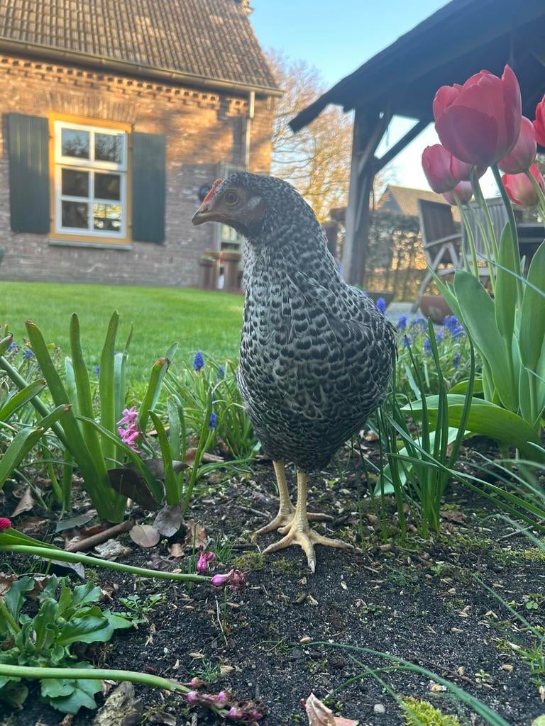 Hierbij bied ik 7 Mechelse Koekkoek legkippen aan., Dieren en Toebehoren, Pluimvee, Vrouwelijk, Kip