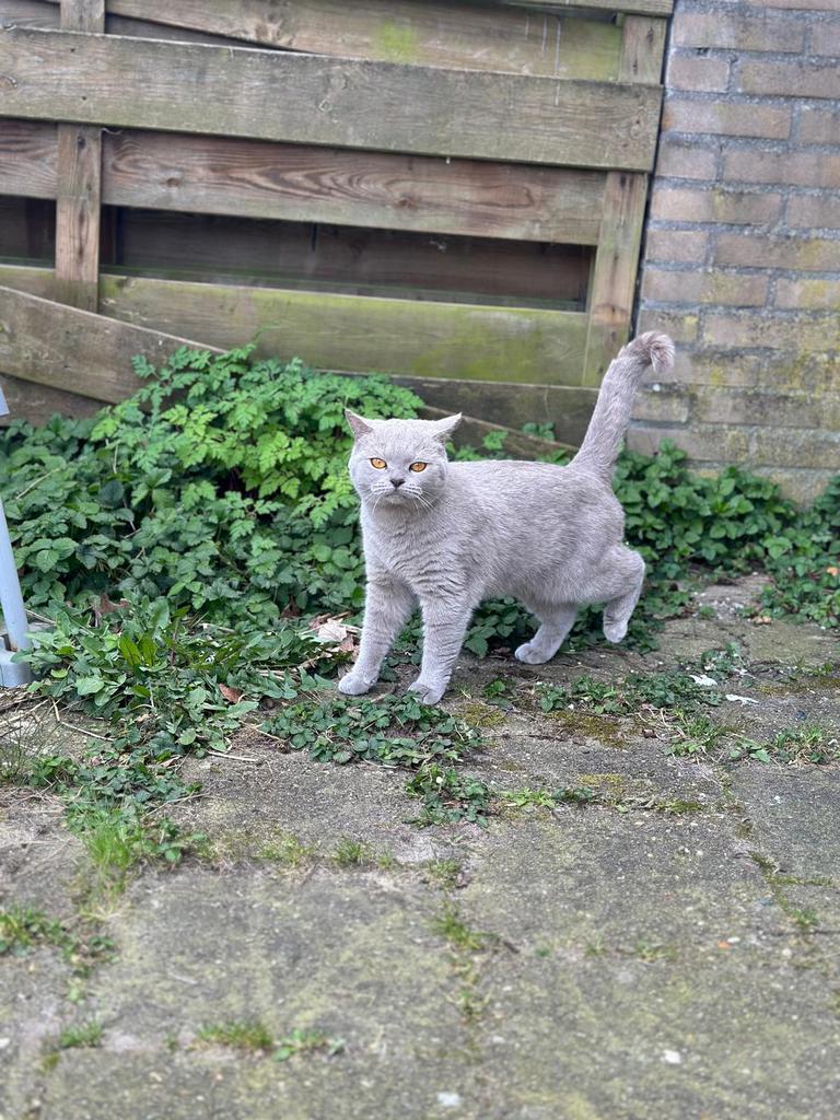 Britse korthaar poes, Dieren en Toebehoren, Katten en Kittens | Raskatten | Korthaar, Poes, 0 tot 2 jaar, Ontwormd, Ingeënt