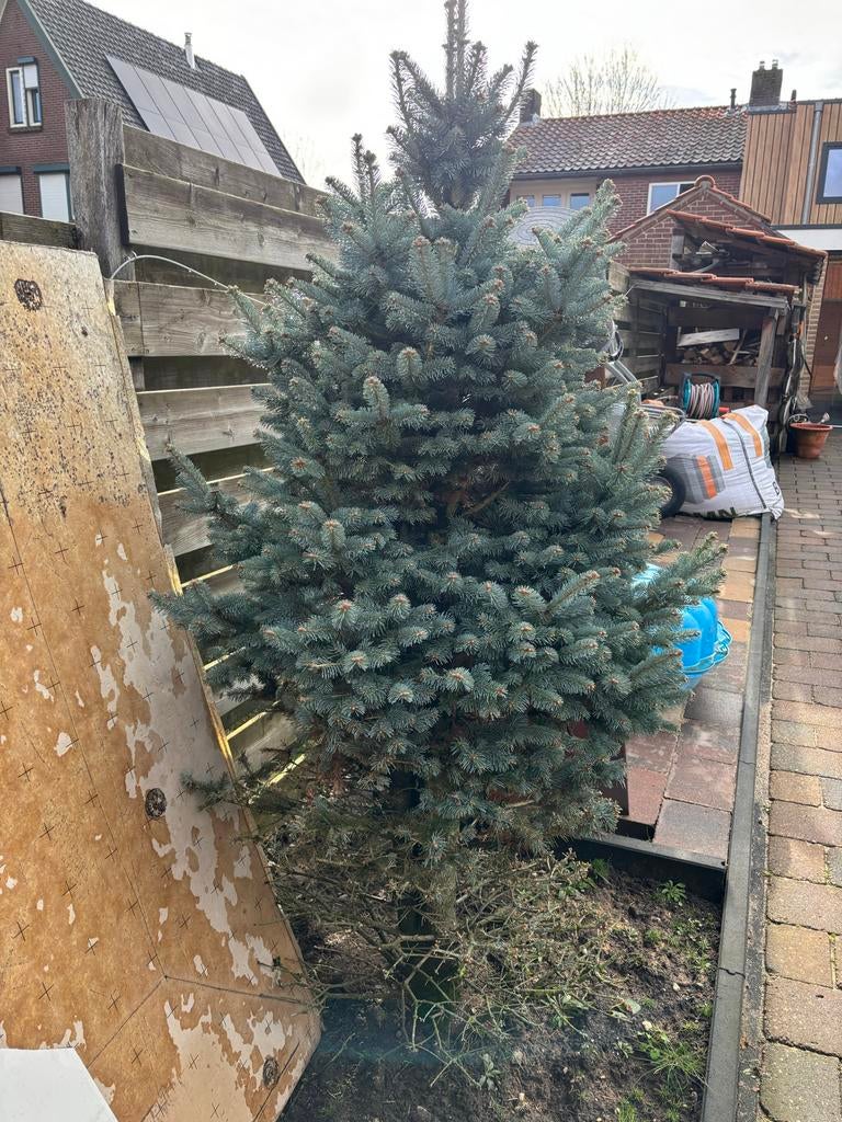 Abies lasiocarpa compacta, Volle zon, Bloeit niet, 100 tot 250 cm, Overige soorten