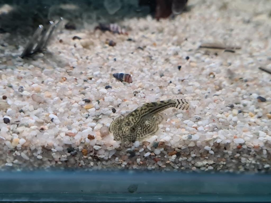 Sewellia Lineolata algeneter, Vis, Zoetwatervis