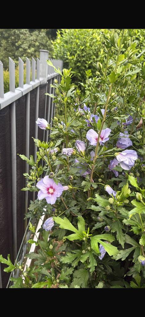 Hibiscusbomen op stam 6stuks 30euro per stuk!, Ophalen of Verzenden, Zomer, Volle zon, Overige soorten