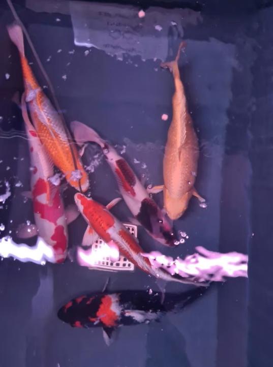 Import HQ Handpick koi - ca 50 cm - Koidream Valburg, Karper of Koi