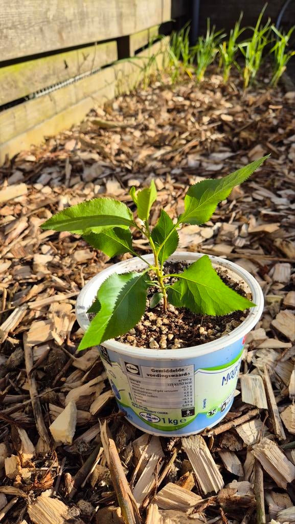 Jonge perenboom in pot, Ophalen, Minder dan 100 cm, Volle zon, Zomer