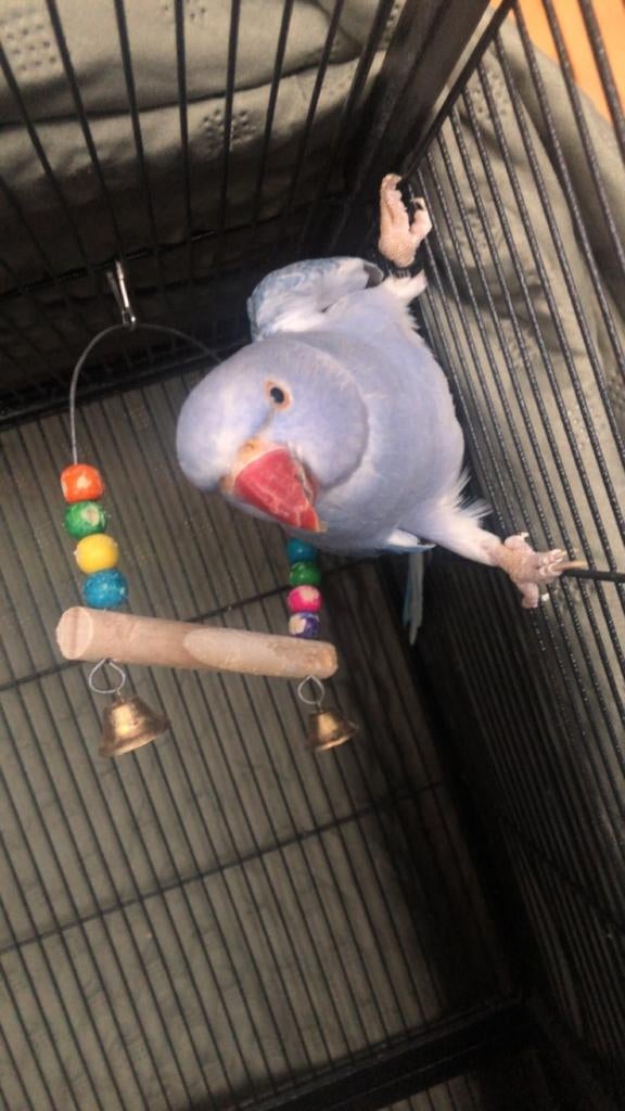 Halsband parkiet pop, Vrouwelijk, Parkiet, Geringd