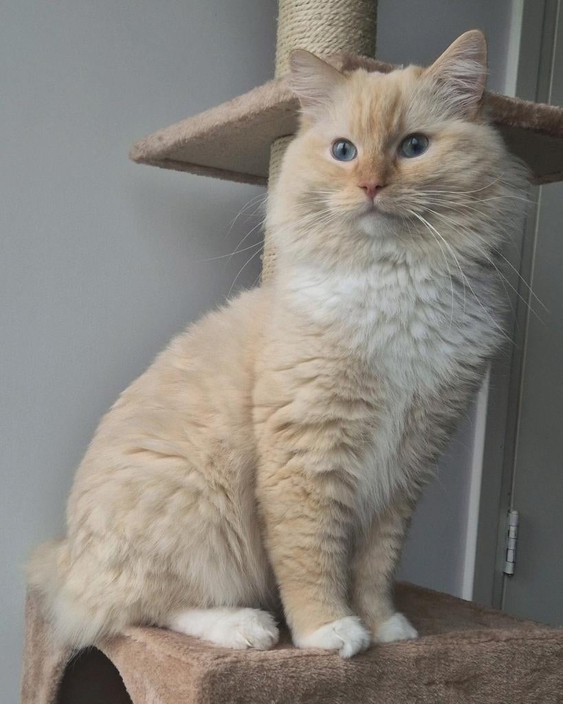 Dekkater Ragdoll Red/Cream Mitted/Bicolor, Dieren en Toebehoren, Katten en Kittens | Raskatten | Langhaar, Kater, Ontwormd, Ingeënt