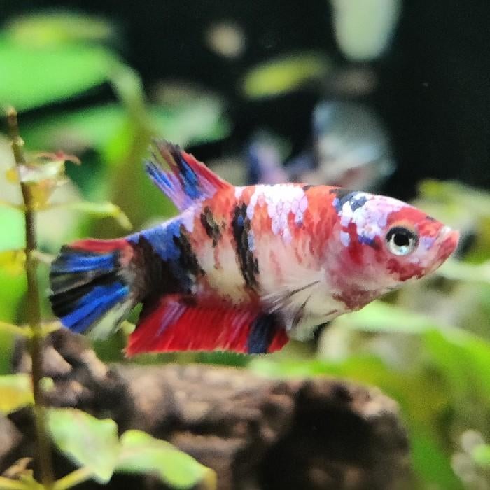 Betta splendens vrouw, Vis