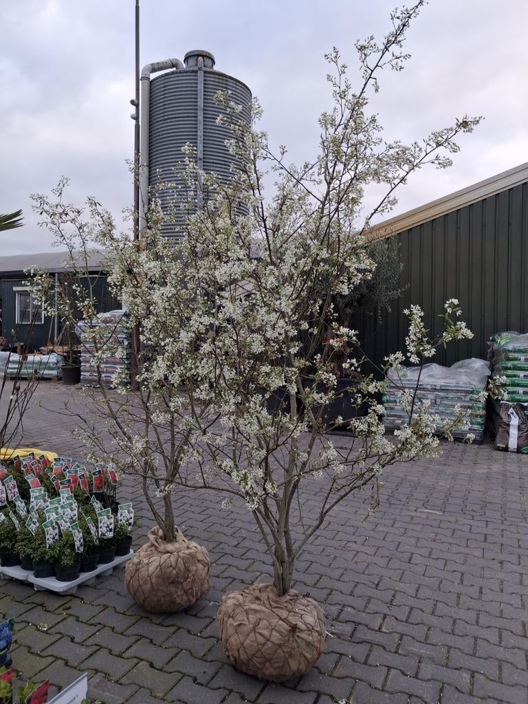 Meerstammige Amelanchier lamarckii,  Krentenstruik krent, Halfschaduw, Lente, 100 tot 250 cm, Overige soorten