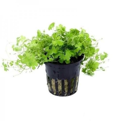 Hobbyaquarium Hydrocotyle tripartita uitzoeken, Ophalen, Hobbyaquarium, Nieuw, 5011HE