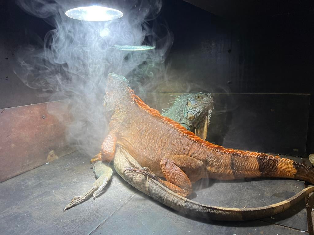 Voorschakelapparaten ballast UV-B HID 35 en 70 W warmtelamp, Ophalen of Verzenden, Nieuw, Verlichting