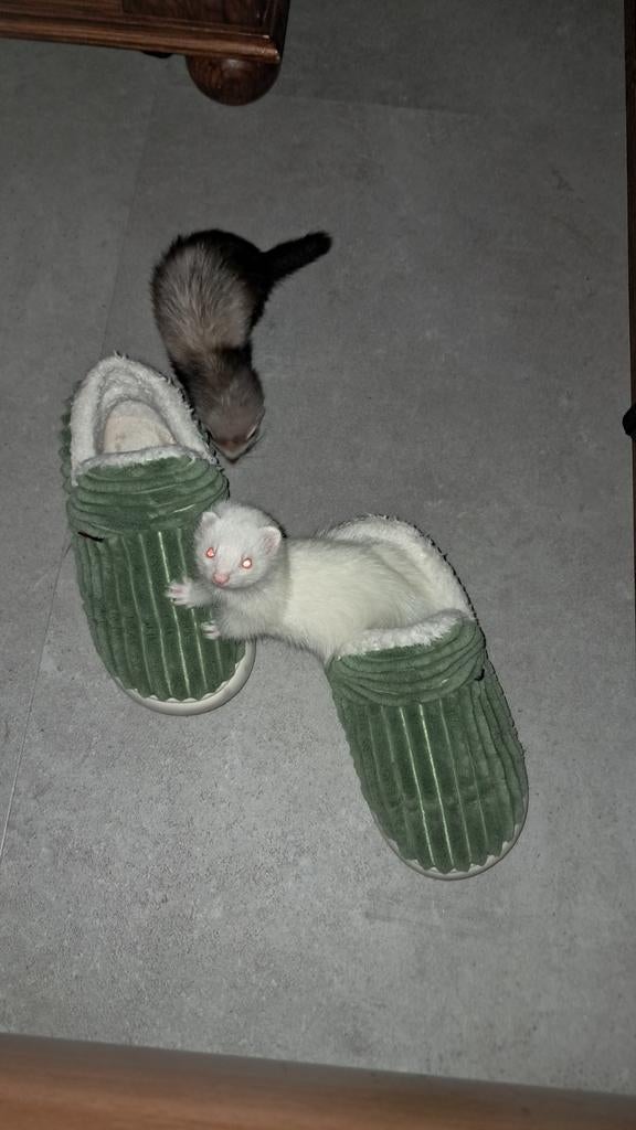 Micro fretjes (INFO GEEN VERKOOP !), Ophalen