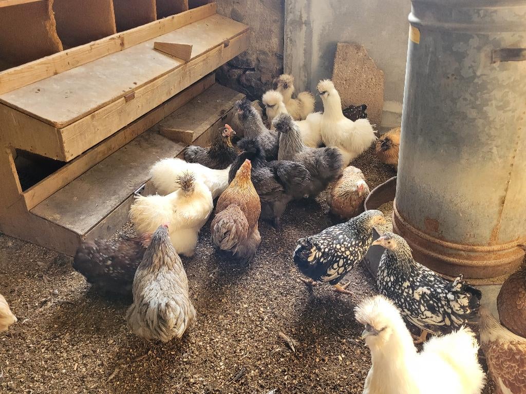 Kriel kippen/hennen Cochin, Zijdehoen, Wyandotte, Dieren en Toebehoren, Vrouwelijk, Kip