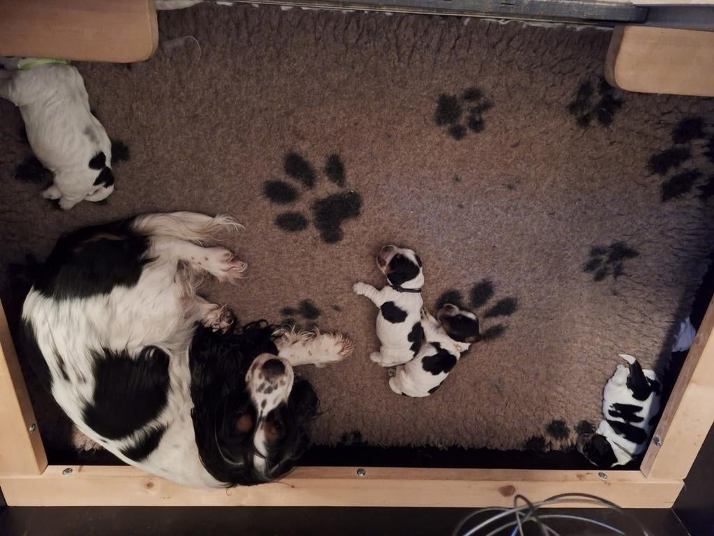 Engelse cockerspaniel pup reutje, Parvo, Reu, 8 tot 15 weken, Eén hond