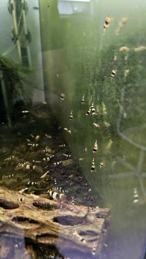 Crystal black garnalen, Kreeft, Krab of Garnaal