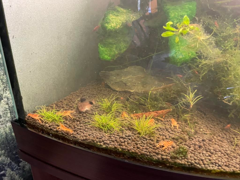 CPO Kreeftjes, Dieren en Toebehoren, Vis