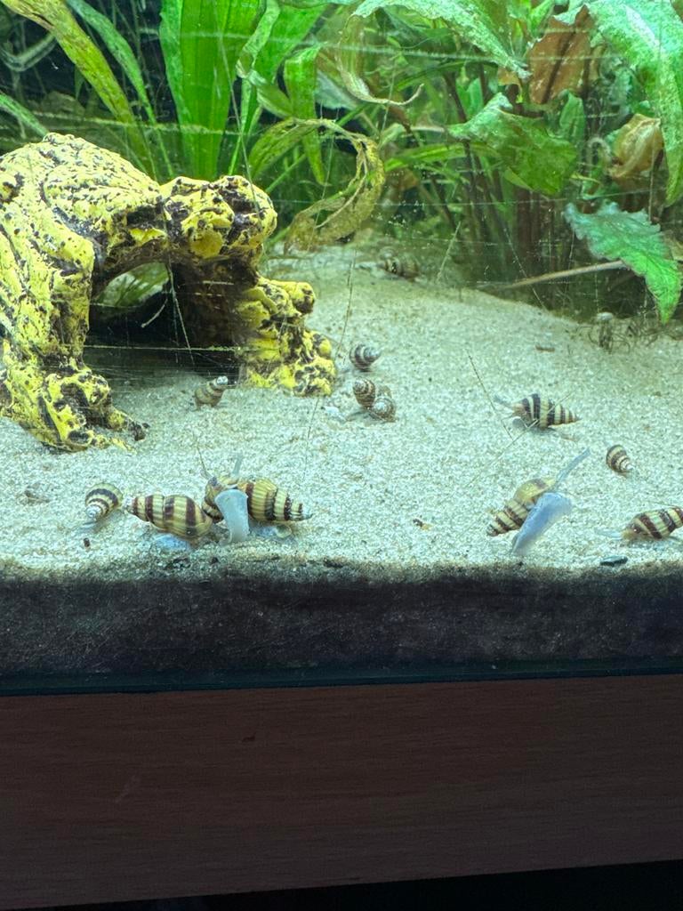 Helenaslakken, Dieren en Toebehoren, Vissen | Aquariumvissen, Slak of Weekdier