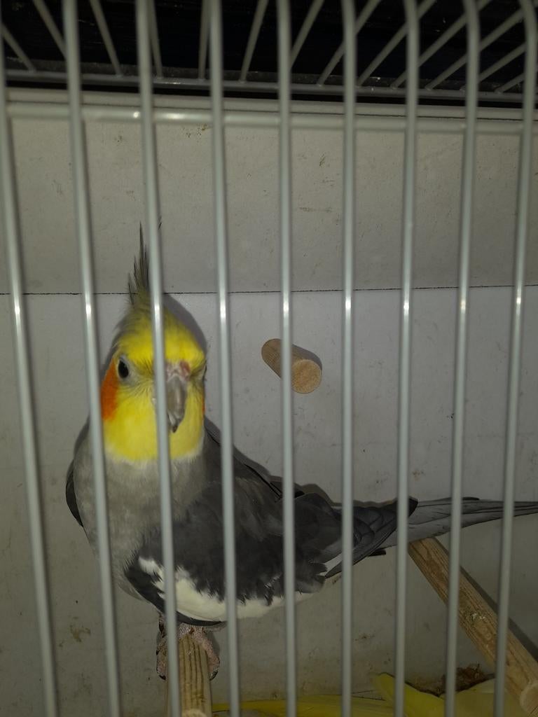 Valkparkieten, Dieren en Toebehoren, Meerdere dieren, Parkiet