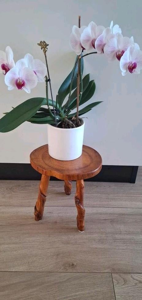 Driepoot Wijnstok Plantentafeltje Brutalistisch, Huis en Inrichting, Ophalen of Verzenden, Hout