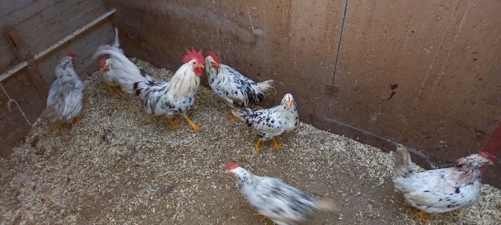 Broedeieren bonte leghorn, Dieren en Toebehoren, Pluimvee, Geslacht onbekend, Kip