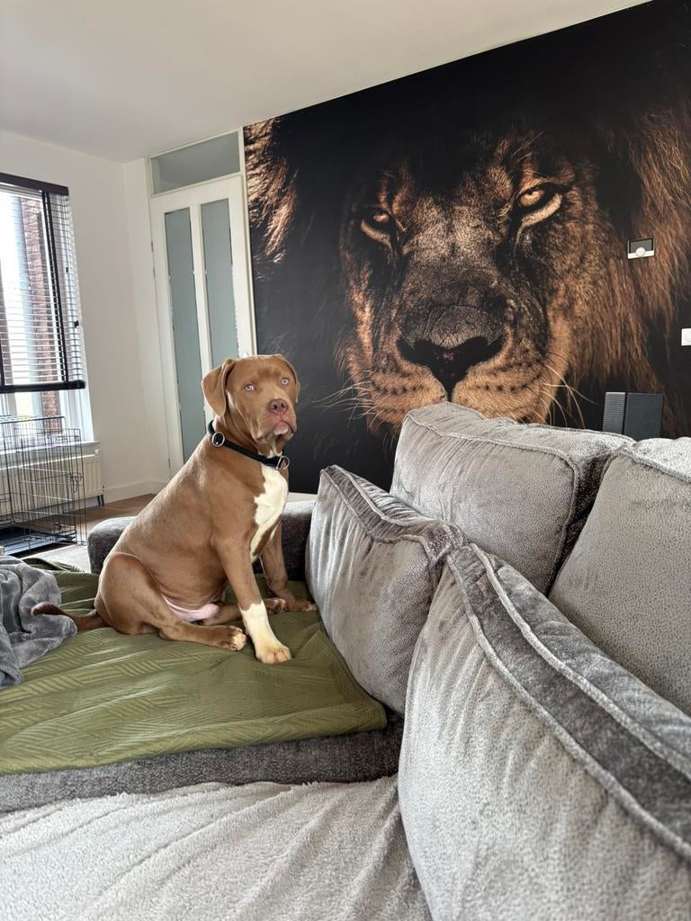 Te koop bully xl, 15 weken tot 1 jaar, Parvo, Eén hond, Nederland