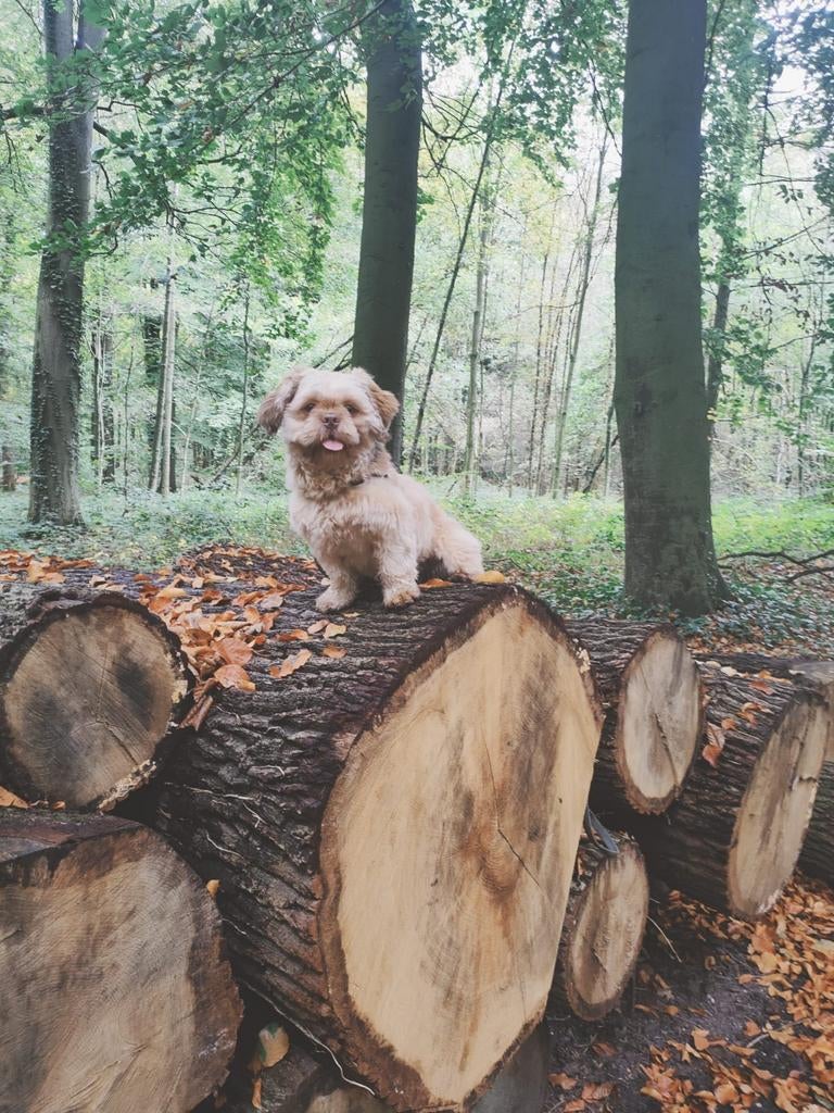 Speelse Boomer Bo 15 maand met paspoort, Parvo, Reu, 1 tot 2 jaar, Eén hond