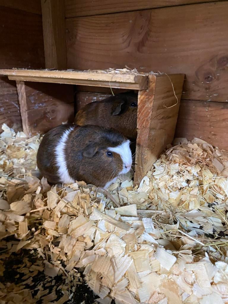 jong cavia beertje, Dieren en Toebehoren, Februari, Mannelijk, Cavia