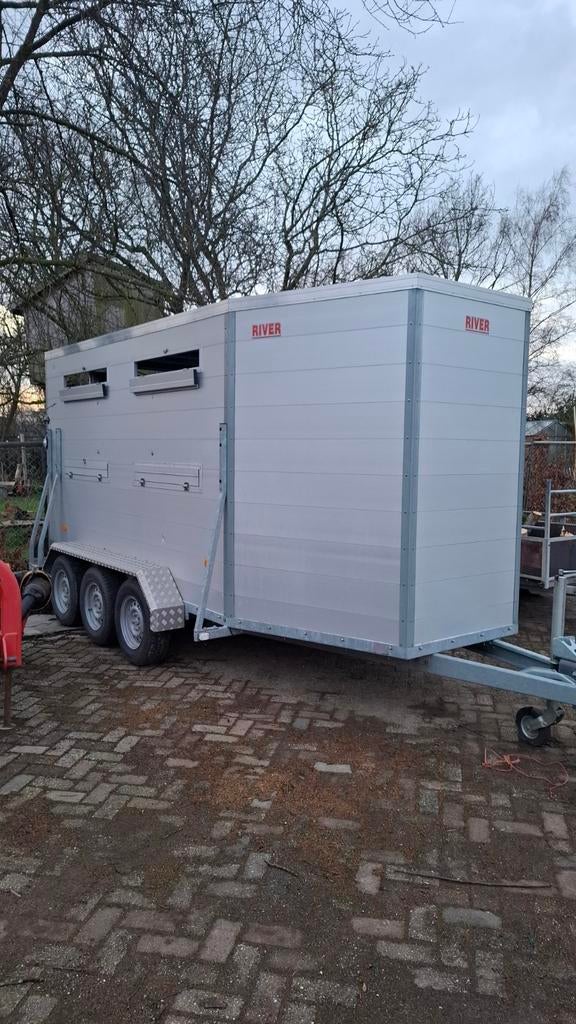Vee trailer merk river, Vrouwelijk, Geit