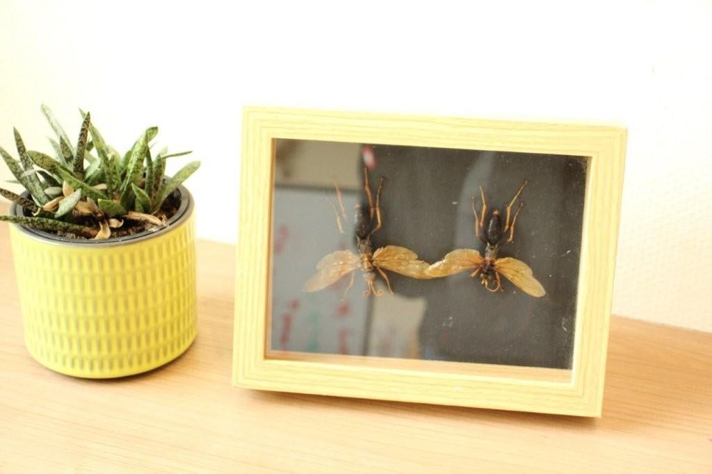 Taxidermie kader met roofkrekels, Ophalen of Verzenden, Gebruikt, Insect, Opgezet dier