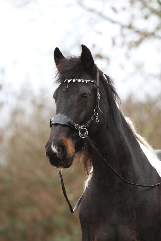 Barock Pinto merrie (2017, 1.63m), Dieren en Toebehoren, Paarden, Merrie, Recreatiepaard