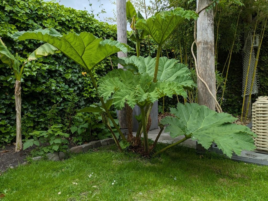 Gunnera Manicata - (3e jaar, knop 30x30 cm), Vaste plant, Bloeit niet, Halfschaduw, Ophalen