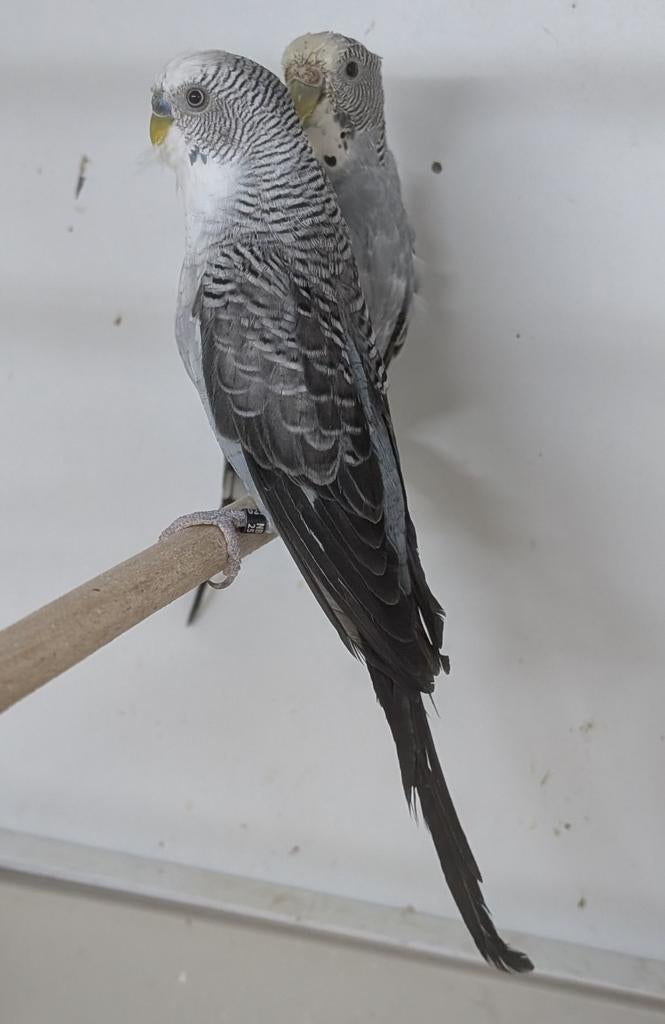 Koppel Blackwing grijs x split, Meerdere dieren, Parkiet