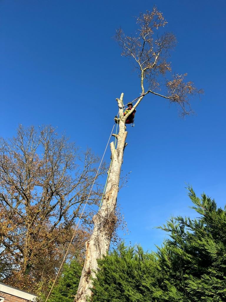 Bomen klimmend afbreken kappen, Tuin en Terras, Minder dan 3 m³, Ophalen