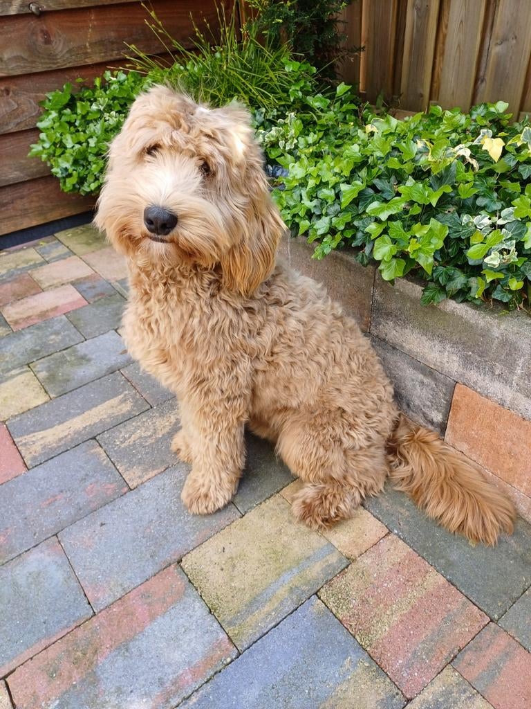 Labradoodle multigen dekreu, Reu, 1 tot 2 jaar, Eén hond, Nederland