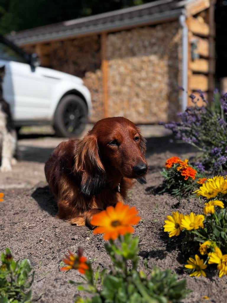 Hondenoppas in huiselijke sfeer- in het bos, Pension of Dagopvang