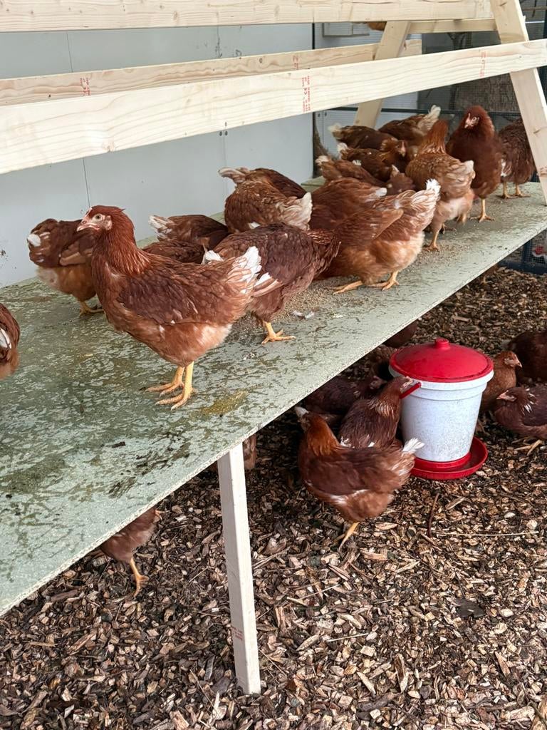 Legkip - leghen - kippen - legkippen - lohmann, Dieren en Toebehoren, Pluimvee, Vrouwelijk, Kip