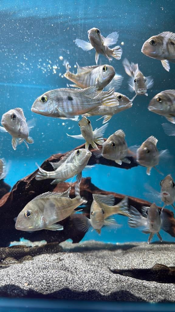 Geophagus Pyrocephalus, Vis, Zoetwatervis