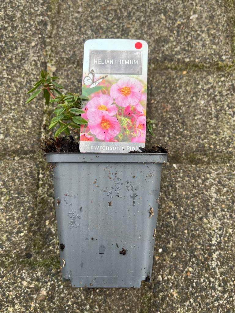 Helianthemum 'Lawrenson's Pink' - Zonneroos, Ophalen, Bodembedekkers, Volle zon, Vaste plant